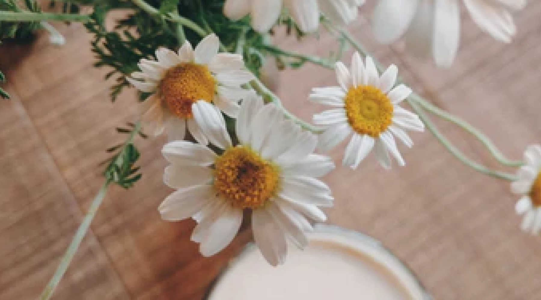 The Story Behind Our Shasta Collection 🌼